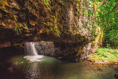 Full-day Springbrook National Park Tour From The Gold Coast - 2032 Olympic Games 4
