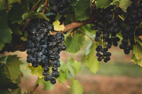 Hideaway Private Tours Hunter Valley- Indulgence Wine Tour (Full Day) - 2032 Olympic Games 3