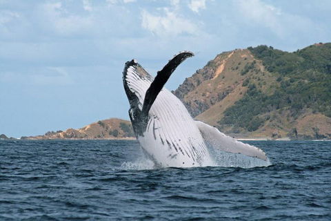 Byron Bay Whale Watching Cruise - 2032 Olympic Games 0