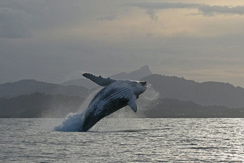 Byron Bay Whale Watching Cruise - 2032 Olympic Games 1