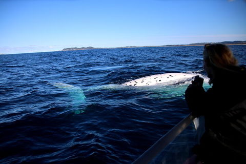 Byron Bay Whale Watching Cruise - 2032 Olympic Games 2
