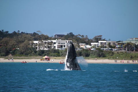 Byron Bay Whale Watching Cruise - 2032 Olympic Games 3