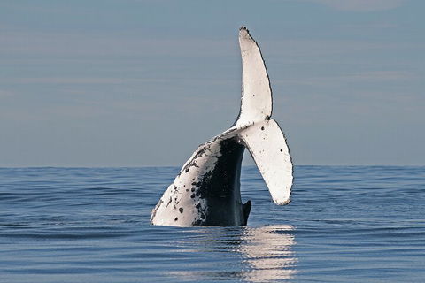 Byron Bay Whale Watching Cruise - 2032 Olympic Games 4