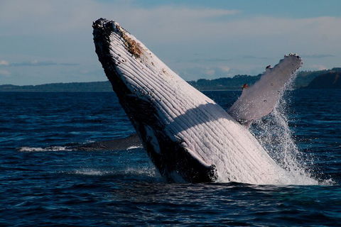 Byron Bay Whale Watching Cruise - 2032 Olympic Games 5