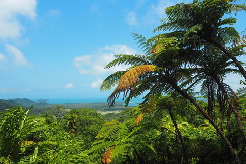 Cape Tribulation, Daintree Rainforest And Wildlife Tour - 2032 Olympic Games 3
