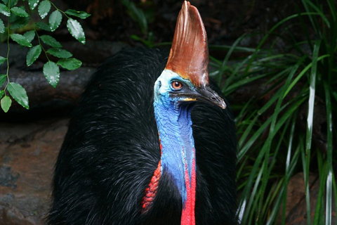 Cape Tribulation, Daintree Rainforest And Wildlife Tour - 2032 Olympic Games 5