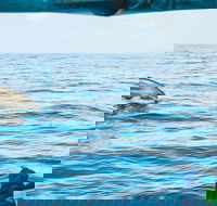 Cruise with Dolphins in Byron Bay - 2032 Olympic Games