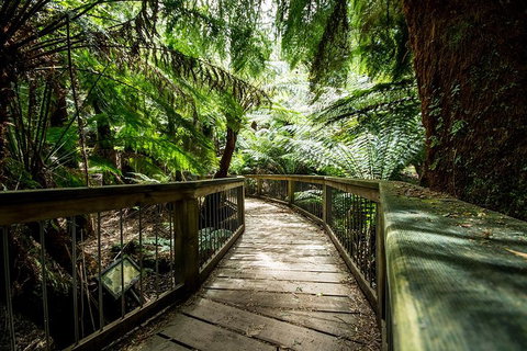 Melbourne To Adelaide South East Coast 3 Day Overland Tour - 2032 Olympic Games 1