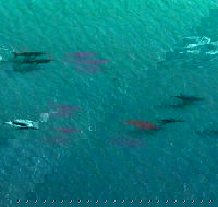 40-45 Minute Port Stephens and Stockton Beach Helicopter Flight - For 2 - 2032 Olympic Games