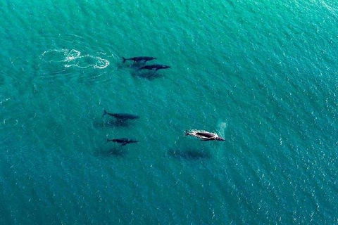 40-45 Minute Port Stephens And Stockton Beach Helicopter Flight - For 2 - 2032 Olympic Games 0
