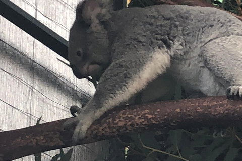 Perth Hills - Wildlife, Art & Gastronomy - 2032 Olympic Games 3