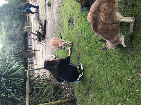 Perth Hills - Wildlife, Art & Gastronomy - 2032 Olympic Games 4