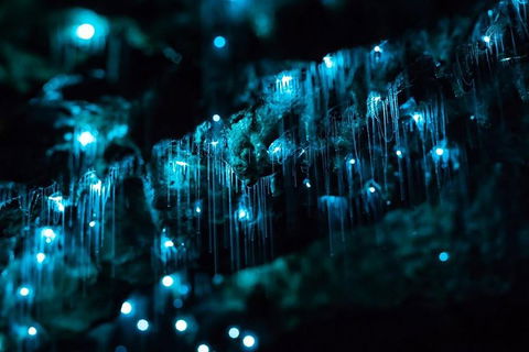Hinterland Magic & Glow-worm Experience - 2032 Olympic Games 1