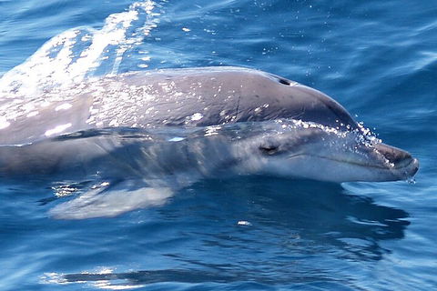 Jervis Bay Dolphin Watch Cruise - 2032 Olympic Games 0