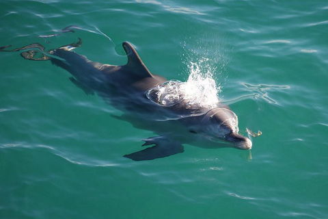 Jervis Bay Dolphin Watch Cruise - 2032 Olympic Games 1