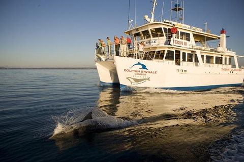Jervis Bay Dolphin Watch Cruise - 2032 Olympic Games 3