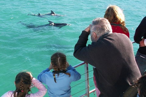 Jervis Bay Dolphin Watch Cruise - 2032 Olympic Games 4