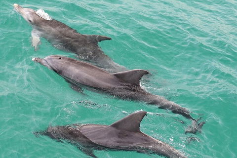 Jervis Bay Dolphin Watch Cruise - 2032 Olympic Games 5