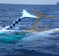 Whale Watching Jervis Bay - 2032 Olympic Games