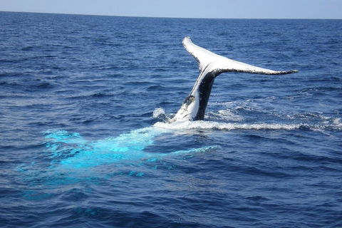 Whale Watching Jervis Bay - 2032 Olympic Games 0