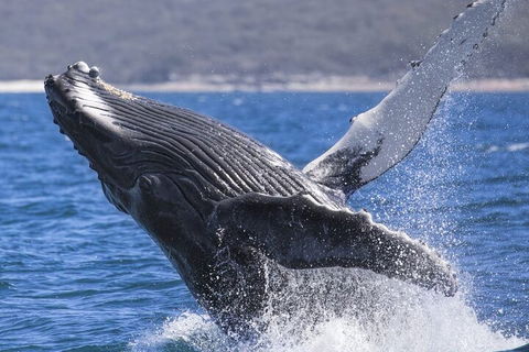 Whale Watching Jervis Bay - 2032 Olympic Games 2