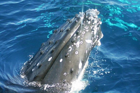 Whale Watching Jervis Bay - 2032 Olympic Games 3