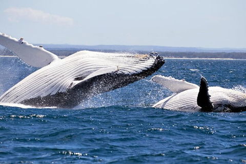 Whale Watching Jervis Bay - 2032 Olympic Games 5