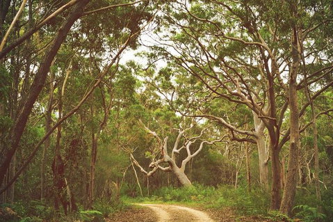Day Trip To Cronulla & The Royal National Park - 2032 Olympic Games 5