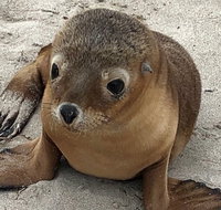 Kangaroo Island Scenic Trail Tour - 2032 Olympic Games