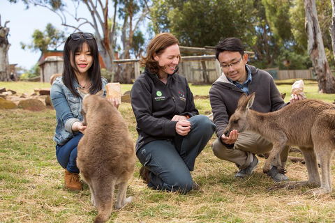 Bonorong Wildlife Park And Richmond Afternoon Tour From Hobart - 2032 Olympic Games 1