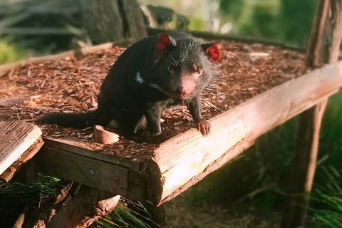 Bonorong Wildlife Park And Richmond Afternoon Tour From Hobart - 2032 Olympic Games 4