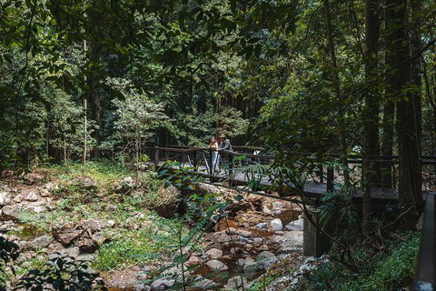 Springbrook AndTamborine Rainforest Tour Incl Natural Bridge And Glow Worm Cave - 2032 Olympic Games 3