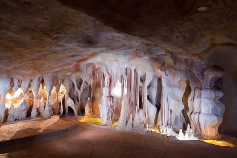Springbrook AndTamborine Rainforest Tour Incl Natural Bridge And Glow Worm Cave - 2032 Olympic Games 4