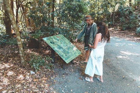 Springbrook AndTamborine Rainforest Tour Incl Natural Bridge And Glow Worm Cave - 2032 Olympic Games 5