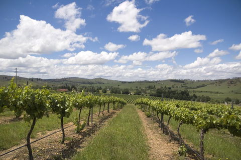 Hunter Valley Wine Tour From Sydney Incl Lunch, Cheese, Chocolate And Distillery - 2032 Olympic Games 0