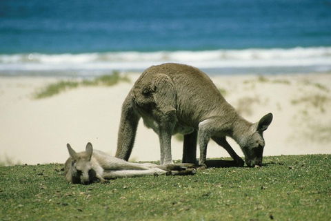 Great Ocean Road Highlights Tour - 2 Days, 1 Night - 2032 Olympic Games 2