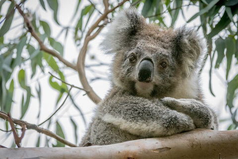 Great Ocean Road & Grampians National Park Tour - 3 Days, 2 Nights - 2032 Olympic Games 2