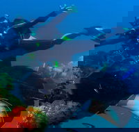 Scuba Dive the S.S. Yongala Wreck on the Great Barrier Reef. - 2032 Olympic Games